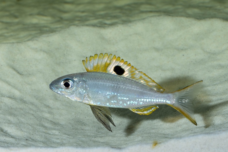 Ectodus descampsii 'Mvuna Island'